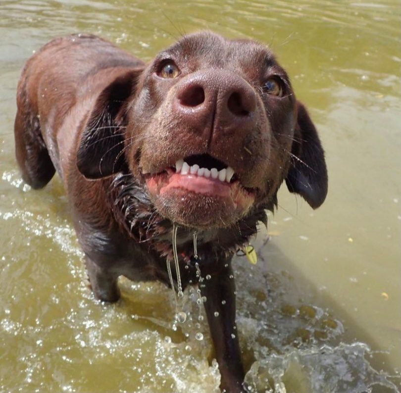 Brown Labrador