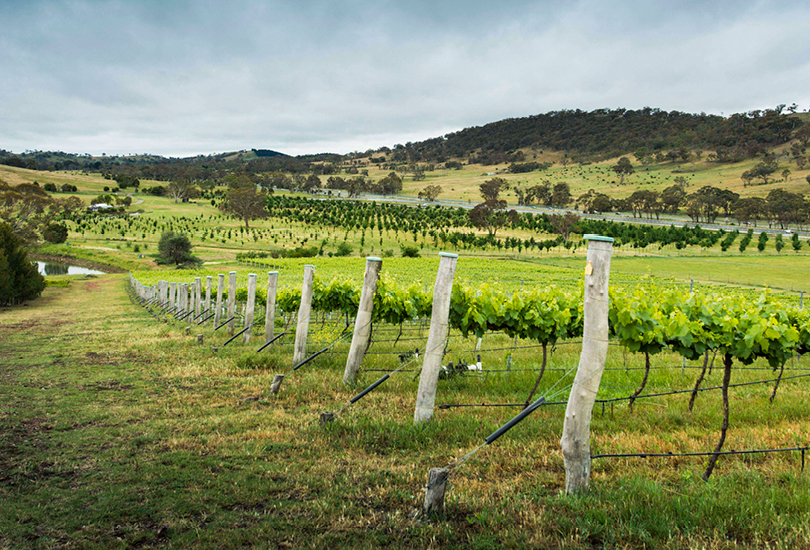 Mt Majura Vineyard Wine Dinner | Riotact