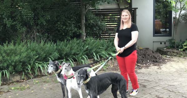 The joys and tears of greyhound love: what it's really like to foster a hound