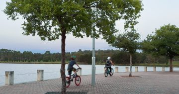 Where should Canberra's leaf litter go? A new survey wants to know