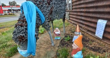 'Gnomvember' family folklore sees garden gnomes frolicking in Kambah adventures