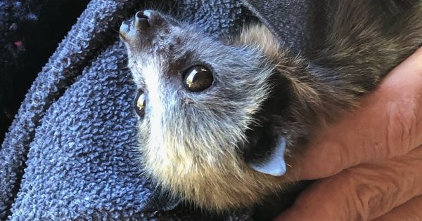 'Please don't touch the bats': Warning issued following rise in potential exposure to deadly virus