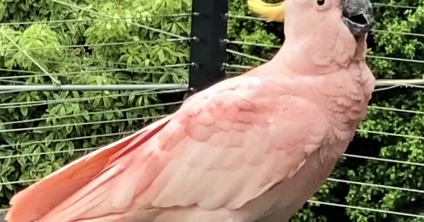 Pink sulphur-crested cockatoo baffles and delights Belconnen locals