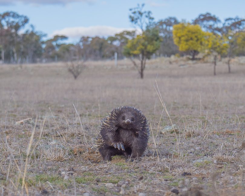 Echidna waving