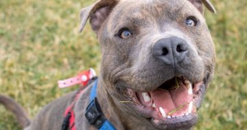 The Staffy is Canberra's top dog for 2021 but what is the top dog name?