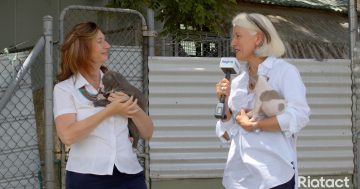 Weekly news wrap with Genevieve Jacobs at RSPCA ACT