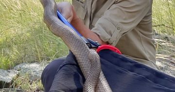 Wet summer to bring more snake and pest activity