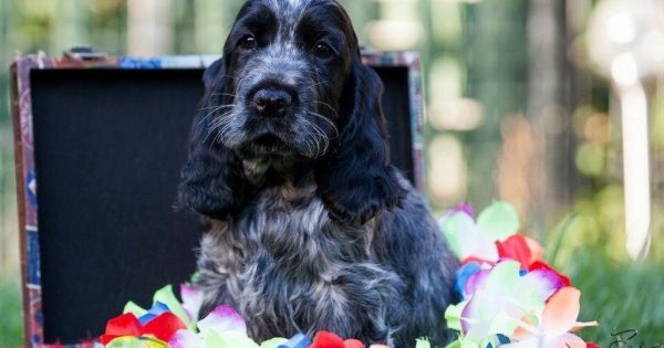 Lorraine Emerton's love for cocker spaniels trumps show ribbons