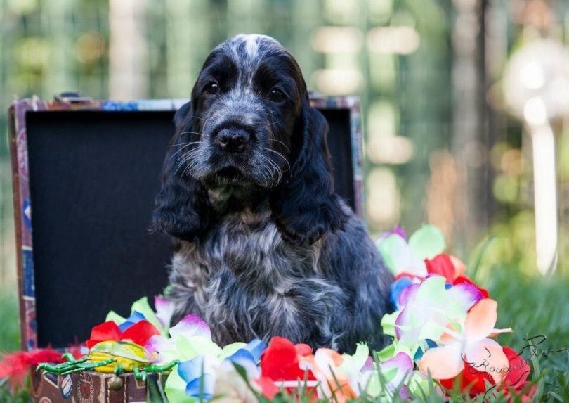 A cocker spaniel dog