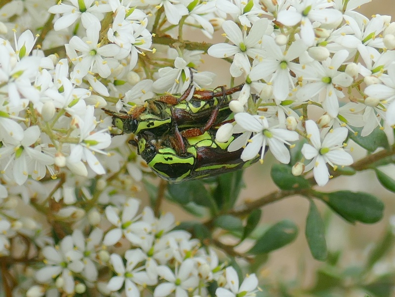 Fiddler beetles on Christmas bush