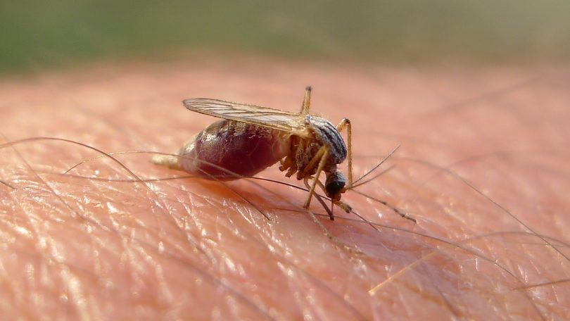 Full mosquito sucking blood human