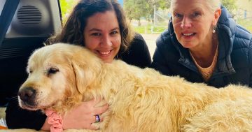 'Beautiful' stranger pays beloved family dog Maxi's heart-breaking final vet bill