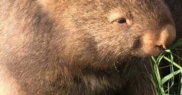 Have you seen this wombat? Merlin has pulled a disappearing act