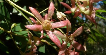 A confusion of Christmas bushes are blooming for the festive season