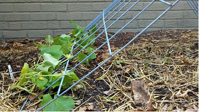 Cucumber support in vegetable garden