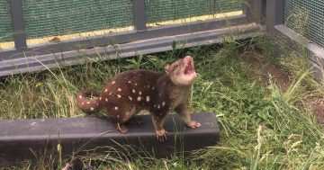 Who ya gonna quoll? The apex predator tasked with clearing out Mulligans unwanted guests