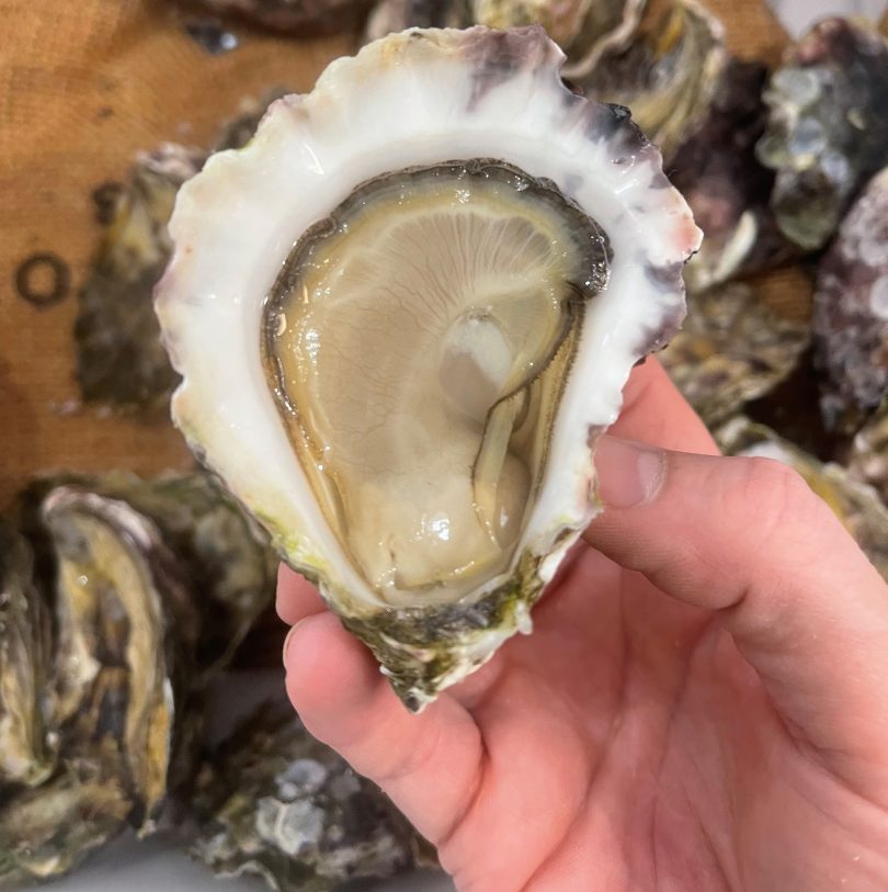 Rock oysters