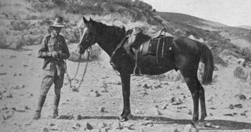 Bill the Bastard statue honours a great war horse and a community's tenacity