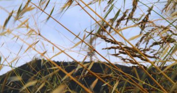 Mega hay fever season and record pollen levels in ACT to persist into New Year