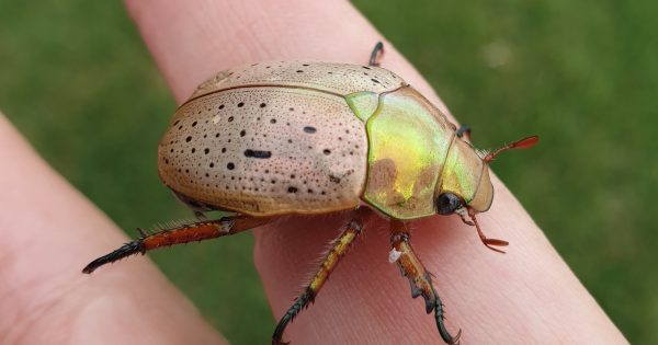Christmas beetles may get back to ACT, but wet weather could scuttle hopes