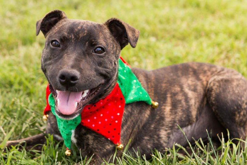 Dog wearing Christmas decoration