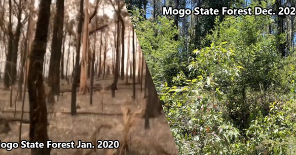 Two years after the Black Summer bushfires, time-lapse video captures remarkable regrowth of our forests