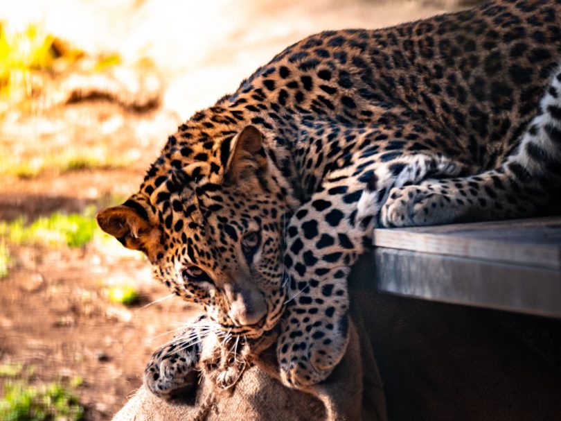 One of the leopard cubs at the National Zoo and Aquarium in Canberra