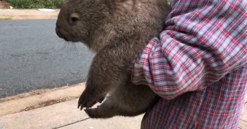 It's a (post) Christmas miracle - Merlin the wombat found alive and very well