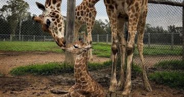 Baby giraffe joins Mogo Wildlife Park family after muddy birth