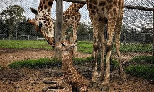 Baby giraffe joins Mogo Wildlife Park family after muddy birth