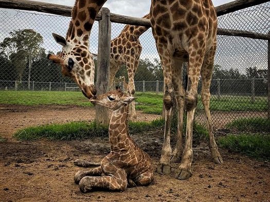 Mogo Wildlife Park baby giraffe Matope