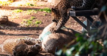Leopard cubs celebrate first birthday at Canberra zoo with lots of boxes