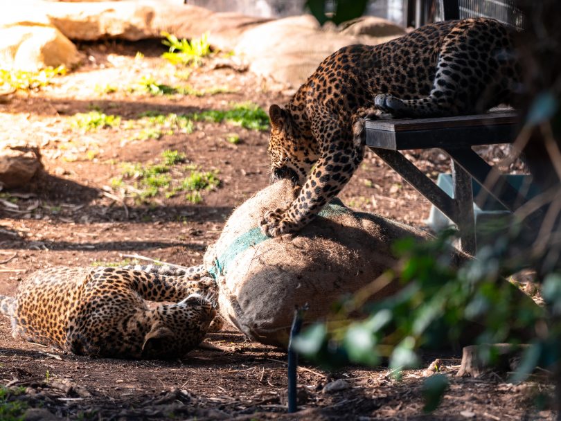 Leopard cubs play at the National Zoo and Aquarium in Canberra