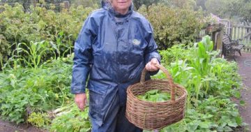 Notes from the Kitchen Garden: managing your veggies during a cool, damp summer