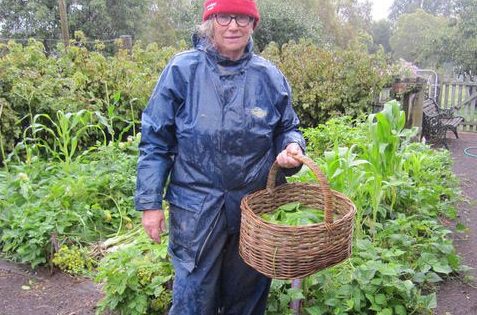 Notes from the Kitchen Garden: managing your veggies during a cool, damp summer