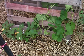 Strawberry plants