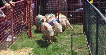 For a crackling good time, trot out to Laggan for the town's annual piglet races