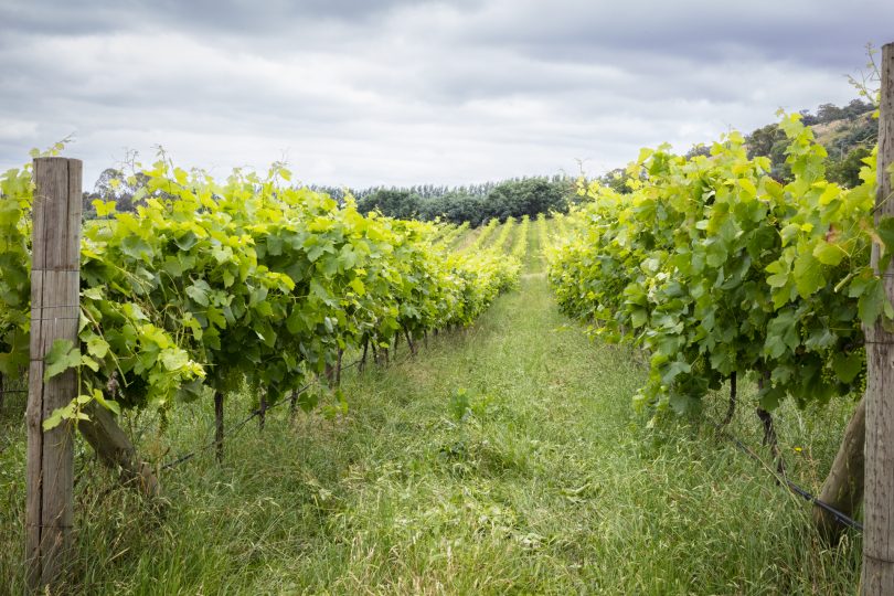 Lake George Winery vines