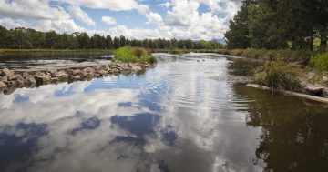 Mosquitoes suck, but is there anything to fear from Canberra's species?