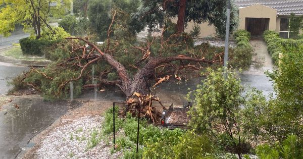 'Winter is no exception': Canberrans urged to get prepared for wild weather now