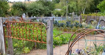 Notes from the kitchen garden: feeding your veggies in a wet summer