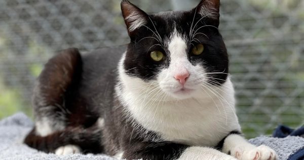 'No-kill' Canberra Street Cat Alliance seeks exemption to keep strays on the streets
