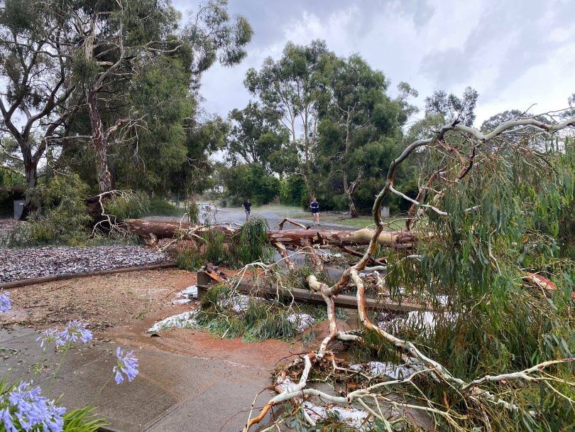 Fallen tree from storm in Belconnen