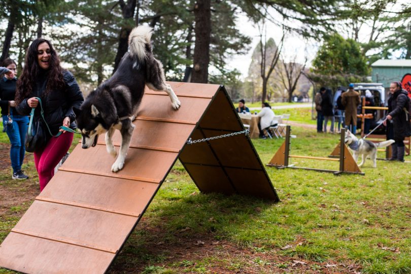 Dog on agility course