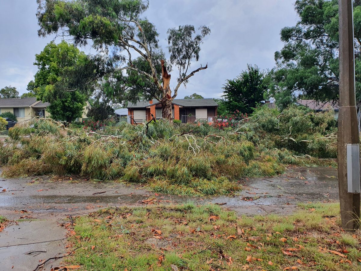 Gum tree in front of house