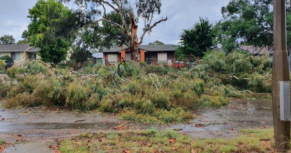 Supercell thunderstorm inquiry says it's time for a rethink on eucalypts in suburbia