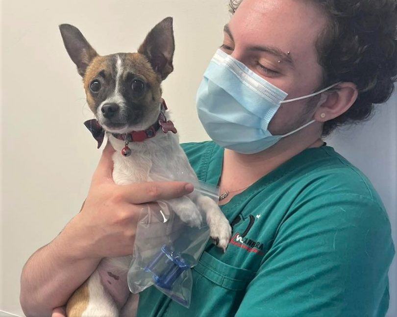 Dog with vet