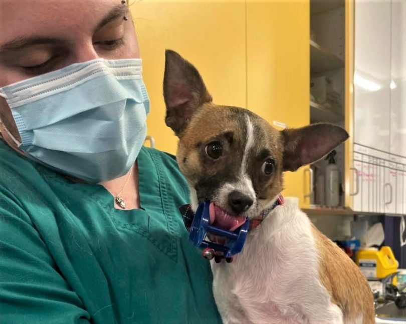 Dog with vet