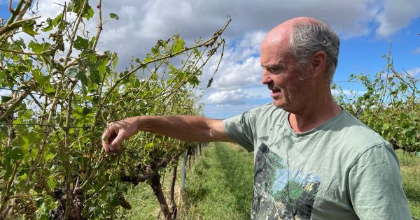 Murrumbateman Vineyards take stock of damage after freak hail storm