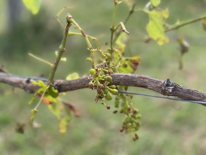 Withered grapevine